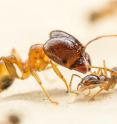 Big-headed ants get their name from the soldier ants, left, which are larger than other workers and have disproportionately sized heads. The ants pictured here are from Australia.