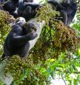 For female chimpanzees, being around rowdy males is disadvantageous when foraging for food, an effect that can interfere with reproductive ability.