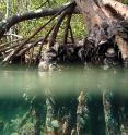 Red Mangroves are subtropical or tropical trees that colonize coastlines and brackish water habitats, have networks of prop roots that extend down toward the seafloor and corals are growing on and under these roots.