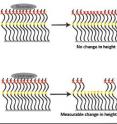 The height of the new protein brush, made from the neurofilament-derived proteins, can be precisely controlled with protein-digesting enzymes, or proteases. The protease thrombin, shown at the top, cut the brush superficially at the red cross marks, resulting in a negligible change to the height of the brush. The protease clostripain cut the brush much more deeply at the yellow cross marks and thus had a more measurable effect on height.