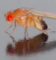 The "nose" of a fruit fly can identify odors from illicit drugs and explosives almost as accurately as wine odor.