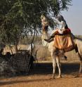 This is a grazing camel in the Kordofan region in Sudan. The area is sensitive to climate change