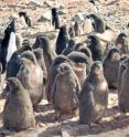 University of Delaware researchers have reported a connection between local weather conditions and the weight of Ad&#233;lie penguin chicks in Antarctica.