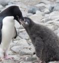 A 7-ounce decrease in chick weight could be the difference between a surviving and non-surviving penguin chick.