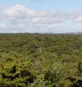 This is a dry tropical forest where soil samples were collected.