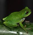 Researchers from the National University of Singapore have discovered a new reproductive mode in frogs and toads -- breeding and laying direct developing eggs in live bamboo with narrow openings -- which was observed in the white spotted bush frog (<i>Raorchestes chalazodes</i>).