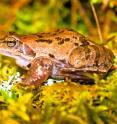 This is a breeding male of <i>Rana arvalis</i> from the study area.