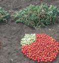 CSHL scientists have identified a set of genetic variants that can dramatically increase tomato production. On the far left is the average yield from a plant that grows standard canning tomatoes. The next three piles were produced by plants with mutations found in the toolkit. The combination of genetic mutations on the far right produces twice as many tomatoes as the standard variety.