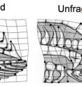 Human-caused habitat changes lead to rapid changes in the shape of fish genitalia. Figure shows the tips of mosquitofish gonopodia in fragmented and unfragmented Bahamian tidal pools. Changes occurred in the past 35 to 50 years.