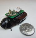 North Carolina State University researchers have developed technology that allows cyborg cockroaches, or biobots, to pick up sounds with small microphones and seek out the source of the sound.