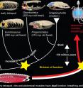 Early in the evolution of the turtle body plan a gradual increase in body wall rigidity produced a division of function where the abdominal muscles became specialized for breathing, which freed up the ribs to eventually (approximately 50 million years later) become fully integrated into the characteristic turtle shell.