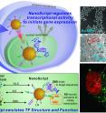 NanoScript is the first nanomaterial TF protein that can interact with endogenous DNA.