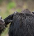 Chimpanzee males that treat females aggressively father more offspring over time. The findings, in the Cell Press journal <i>Current Biology</i> on Nov. 13, are based on genetic evidence of paternity and suggest that sexual coercion via long-term intimidation is an adaptive strategy for males in chimpanzee society.