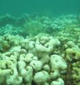 This is a photo of bleached coral near the Panamanian coast.