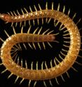 This is <i>Strigamia maritima</i>, the centipede species genetically sequenced in the study.