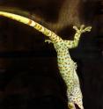 This is a photo of a tokay gecko clinging to a smooth surface.