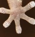 Photo shows the underside of the gecko's foot. Underneath the toes are 'setae,' millions of very fine hair-like structures, which provide increased surface area and close contact between the foot and the surface on which it rests. The setae are curved inward, toward the center of the foot. When the gecko pulls back a toe, the setae get straightened.