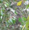 This is a photo of a koala in a eucalyptus tree.