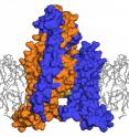 The TRAAK channel (purple and orange) dampens sensations by letting potassium ions escape from a neuron. Researchers found the channel uses a never-before-seen system for closing: A lipid (yellow) from the surrounding neuron membrane (gray) protrudes into the channel, blocking the flow of ions and shutting off the dampening signal.