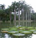 This image shows the Xishuangbanna Tropical Botanical Garden.