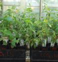This is a picture of the experimental setup in the greenhouse.