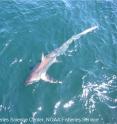 Climate change is projected to shift the distribution of thresher sharks northward.