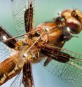 This is a composite image of dragonfly carrying retroreflective markers. The markers are used to measure the orientation of the dragonfly's head and body during flight. The data from the measurements allows the underlying steering strategy to be inferred.