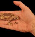 This is a fossil skull of <i>Aquilops americanus</i>.