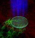 Researchers have developed a technique for activating biological signals through the skin of a living animal using light. In this illustration, ultraviolet light is shining through a pattern, initiating fluorescence in the biomaterial implanted in a biomaterial located under the skin of a living animal.