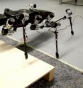 Elastic joints and six legs that function like those of a stick insect: Hector is the only walking robot of its kind in the whole world.