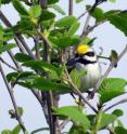 This golden-winged warbler spends the breeding season in the Cumberland Mountains of Tennessee.