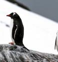 Gentoo and Chinstrap penguins evolved differences in diets over time that reduce competition for food and help them co-exist. However, recent climate-driven declines in Antarctic krill, the main prey of Chinstrap penguins, have led to declines in the population. In contrast, the flexible diets of Gentoo penguins likely are better suited to the rapidly changing environmental conditions in the Antarctic Peninsula.