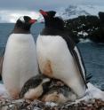 Gentoo penguins forage on a variety of prey, making them more resilient to recent climate-driven declines in a common prey species, Antarctic krill. A flexible diet may be the reason why Gentoo penguins in the Antarctic Peninsula are benefiting from changes in climate and their populations are increasing.