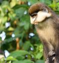 Computers are able to use monkey facial patterns not only to correctly identify species, but also distinguish  individuals within species, a team of scientists has found in a study of guenon monkeys (above).