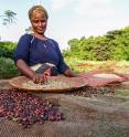 Coffee berries dry on a screen in the foreground while an Ethiopian woman handles coffee beans in the basket. Once the berries are dried, they are crushed with a wood mortar and pestle, and the beans are separated from the dried husks, resulting in the green coffee beans shown in the basket. University of Utah ornithologists found that Arabica coffee farms shaded by tree canopies in Ethiopia are almost as bird-friendly as forests.