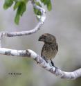 This is the large ground finch (<i>Geospiza magnirostris</i>) on Daphne Major Island. Reproduced with the permission of Princeton University Press.