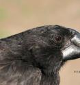 This is a close up of the large ground finch (<i>Geospiza magnirostris</i>), Daphne Major Island.  Reproduced with the permission of Princeton University Press.