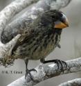 This is a close up of the large ground finch (<i>Geospiza magnirostris</i>), Daphne Major Island.