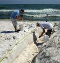 Researchers are shown gathering samples of microbial communities in layers of sand containing oil. They found that the perturbation led to growth of a succession of microbes that broke down portions of the oil over time.