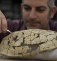 University of Florida paleontologist Jason Bourque reconstructs the 56-million-year-old shell of a newly described genus and species of ancient tropical turtle in his lab on Feb. 9, 2015. The fossil turtle gives clues to how today's species might react to warming habitats.