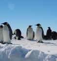 A group of emperor penguins is resting and preening next to a tide crack in the ice near the Gould Bay colony.