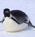 An emperor penguin is tobogganing on the ice.