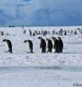 A group of emperor penguins makes their way back to the colony at Amanda Bay after a foraging trip at sea.