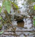 The <i>Anaxyrus americanus</i> frog was one of several species from Illinois for which specimens were tested for Bd.