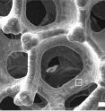 A scanning electron microscope image shows the porous structure of the nickel foam used to make UNSW Australia's inexpensive and efficient oxygen-producing electrode. The foam has holes in it about 200 micrometers across (Scale bar is 200 micrometers)