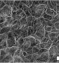 A scanning electron microscope image shows the porous structure of the nickel-iron coating used to make UNSW Australia's inexpensive and efficient oxygen-producing electrode. The image is of the square section outlined on the previous image of the foam. The coating has pores about 50 nanometers across (scale bar is 200 nanometers)