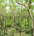 This image shows the greening of savannas in Australia, South America and Africa has helped reverse global forest loss.