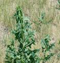 Prickly lettuce, the wild relative of cultivated lettuce, is a potential source for the production of natural rubber. Prickly lettuce, the wild relative of cultivated lettuce, is a potential source for the production of natural rubber.