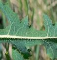 Close-up of prickly lettuce shows spines along the midrib of the leaf.
