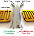 This is a schematic of an acoustic tweezer separating cancer cells from blood cells.